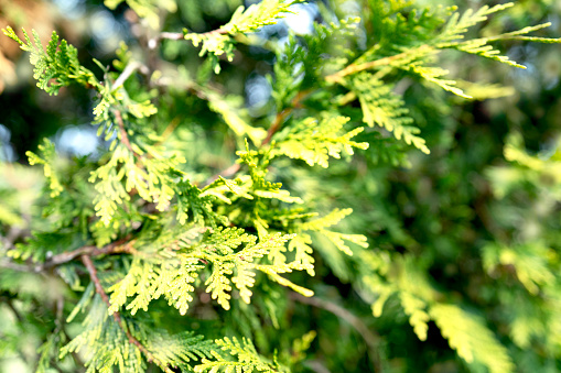 Pine leaf with natural bokeh in nature in new boulevard park batumi adjara georgia summer August 2022