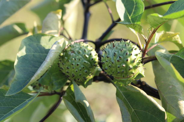 плоды незрелого аметиста на дереве (datura metel) - metel стоковые фото и изображения