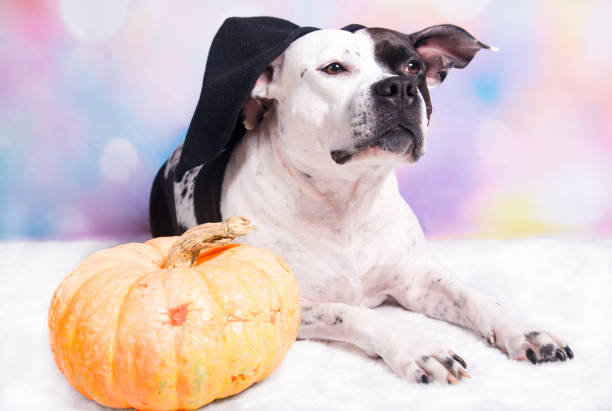 A dog in a witch's hat sits next to a pumpkin. Autumn Halloween