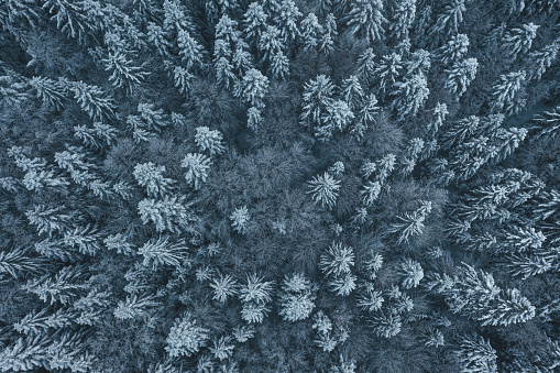 Aerial view on snowcapped winter forest.