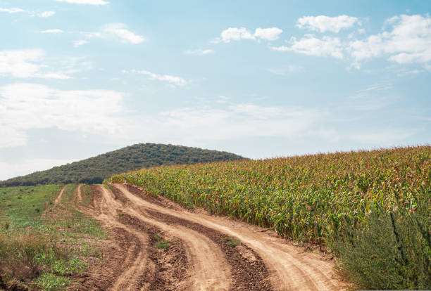 istock Rural dirt gravel road going into distant around meadows and cornfields. Hills and uplands, agriculture 1420058904