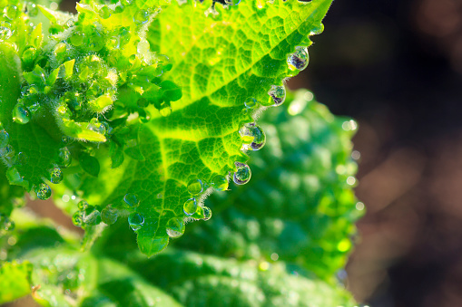 Dew drops on a green leaf illuminated by the sun