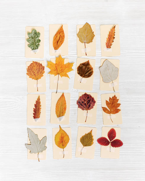 Autumn herbarium, set leaves sticking tape on beige paper cards. Top view wood background with pressed colorful dry leaves from various trees, creative hobby, craft handmade diy with natural material herbario de otoño, coloque las hojas pegando cinta adhesiva en tarjetas de papel. fondo de madera de vista superior con hojas secas coloridas prensadas de varios árboles, pasatiempo creativo, bricolaje artesanal hecho a mano con material natural