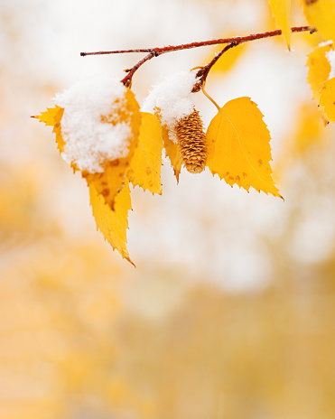 Yellow leaves and catkins of birch tree covered first snow. Winter or late autumn scene, beautiful nature frozen leaf on blurred background, it is snowing. Natural environment seasonal branches of trees close up.