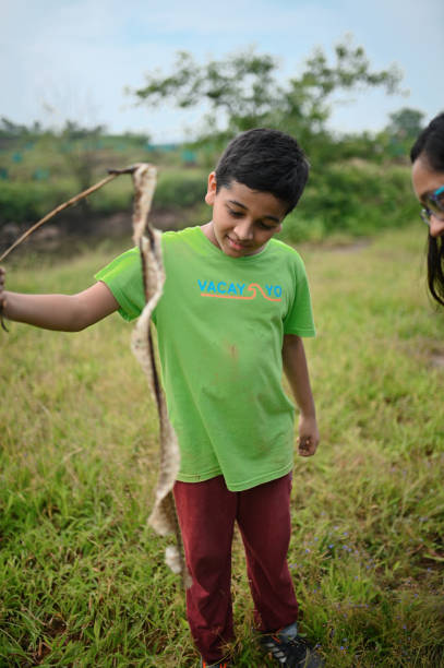 istock Young curious boy  holding a snake skin with a stick in his hand 1420065335