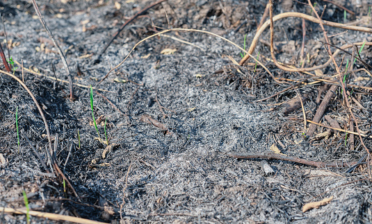 Black surface of a rural field with burnt grass. Young grass grows at the site of the fire. Effect of grass fires on soil. Charred grass after a fire. Consequences of natural disasters.
