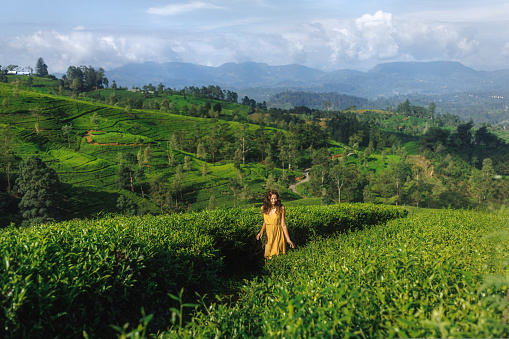 Happy woman traveler walking against the tea plantations in Sri Lanka near Nuwara Eliya. High quality landscape creative photo of young adult model traveling among perfect tea trees against green hills