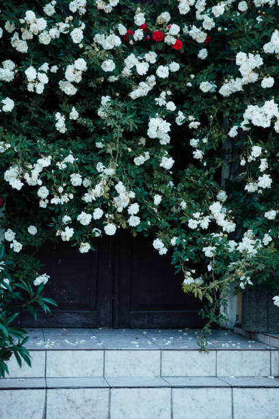 istock the wall is covered with white roses 1420067779