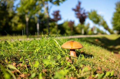Country road in summer at day with a mushroom in the grass and blurred background.