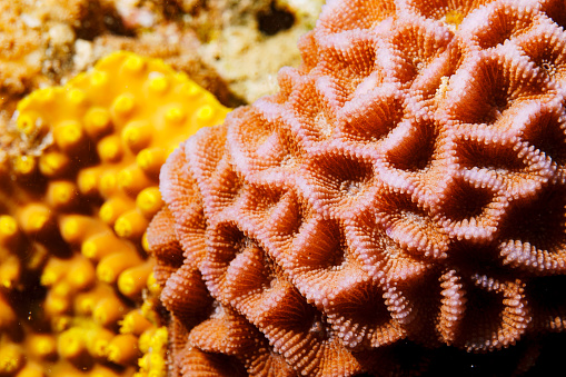 Picture shows an coral reef underwater.