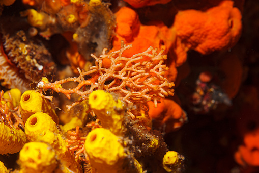 Sea life Red Hard coral and Yellow Tube sponge from scuba diver point of view Underwater photo