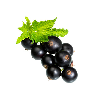 Currant berries with leaf isolated on white background. Black currant with leaves isolated close-up.