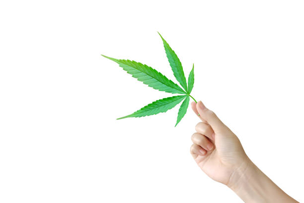 istock One hand is holding a cannabis leaf on a white background. Marijuana leaves. Medical marijuana. 1420069922