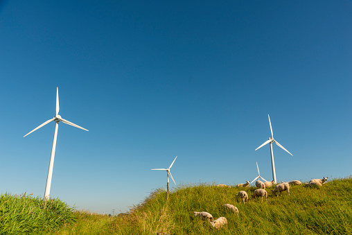 Dutch wind turbines with herd of sheep in the front, low angle view