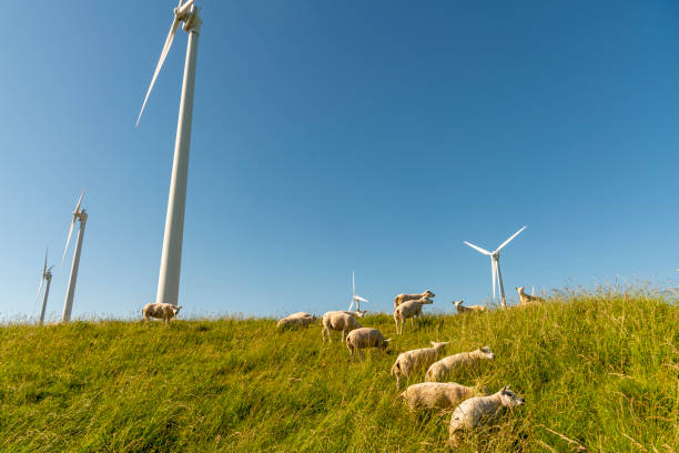 istock Sheep and wind turbines in the Netherlands 1420070092