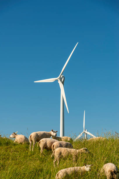 istock Sheep and wind turbines in the Netherlands 1420070096