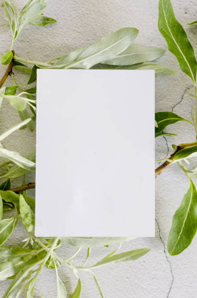 istock blank business card mock-up with green olive tree leaves  on grey background 1420070903