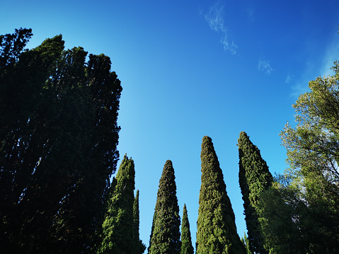 cypress trees low angle view