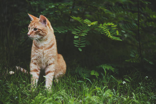 Young orange male cat sit on grass with blurred green background