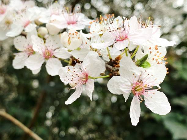 Close-Up Of Cherry Blossoms