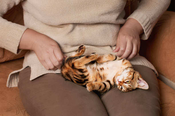 istock A cute tabby kitten lies relaxed on a woman's lap. Indoors high angle view 1420074861