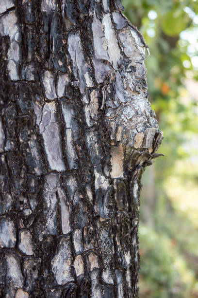istock Embossed texture of the bark of tree. 1420075831