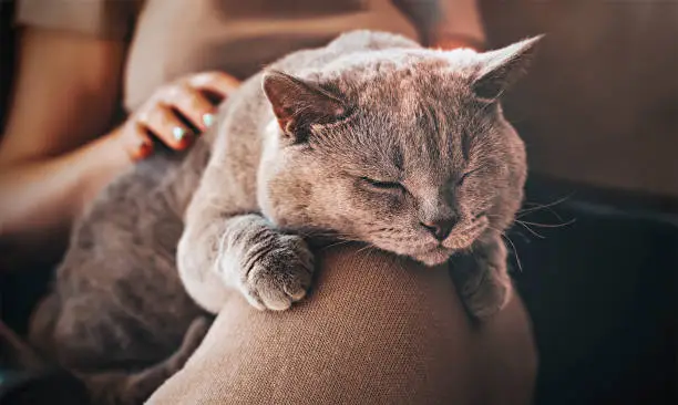 Caring for pets. Love and friendship of people and animals. Very happy gray cat.