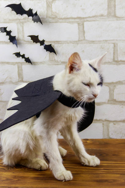 istock Beautiful cat wearing in Halloween bat costume 1420078180