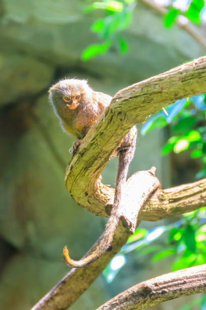 Western pygmy marmoset monkey. Mammal and mammals. Land world and fauna. Wildlife and zoology. Nature and animal photography.