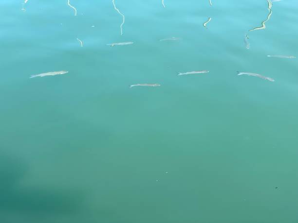 istock View of the turquoise water with fish 1420079308