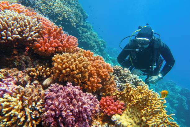 Man scuba diver checking beautiful colorful healthy coral reef with diversity of hard corals Man scuba diver checking beautiful colorful healthy coral reef with diversity of hard corals great barrier reef coral stock pictures, royalty-free photos & images