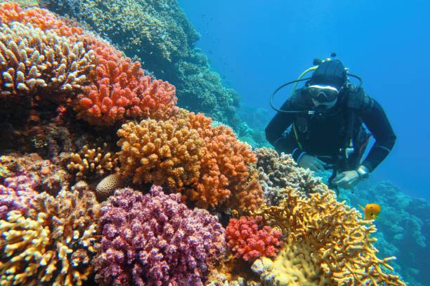 man scuba diver checking beautiful colorful healthy coral reef with diversity of hard corals - mature woman having fish bildbanksfoton och bilder