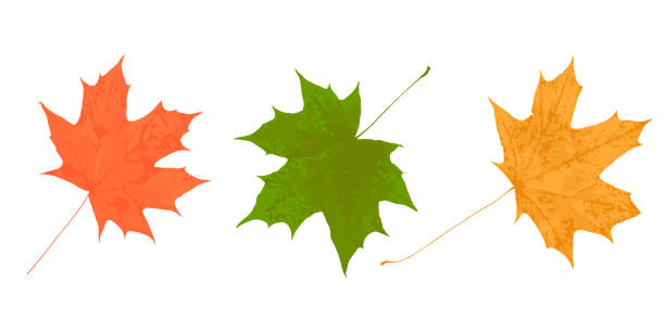 ahornbaumblatt gelb grün orange isoliert auf weißer vektorillustration spur, herbst saisonales ahornblatt für design - maple leaf maple leaf green stock-grafiken, -clipart, -cartoons und -symbole