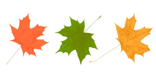 Vector illustration of Maple tree leaf yellow green orange isolated on white vector illustration trace, autumn seasonal maple leaf for design