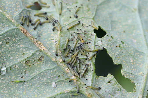 Close up of cabbage white caterpillars on a cabbage leaf