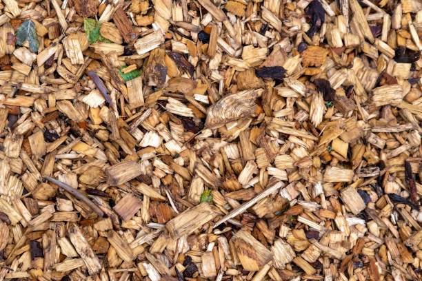 istock Wet dark softwood chips with foliage evenly spread 1420081185