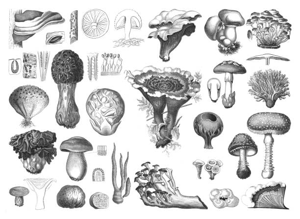 illustrazioni stock, clip art, cartoni animati e icone di tendenza di mushroom collection - illustrazione vintage incisa isolata su sfondo bianco - fungus mushroom autumn fly agaric mushroom