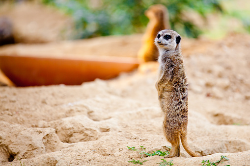 happy meerkat posing on sand cute funny