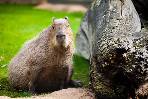 The capybara or greater capybara (Hydrochoerus hydrochaeris) is a giant cavy rodent native to South America. It is the largest living rodent