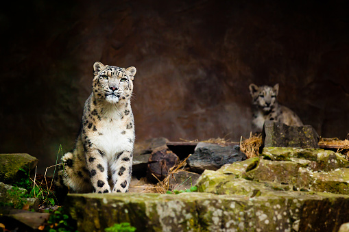 A snow leopard lounges on a rock