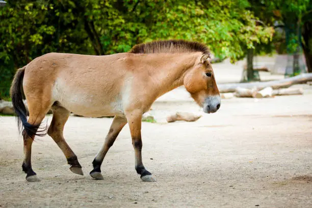 Przewalski's horse also called the takhi, Mongolian wild horse or Dzungarian horse, is a rare and endangered horse originally native to the steppes of Central Asia.