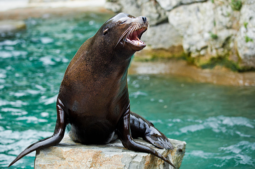 Sea lions are pinnipeds characterized by external ear flaps, long foreflippers, the ability to walk on all fours, short and thick hair, and a big chest and belly. Together with the fur seals, they make up the family Otariidae, eared seals