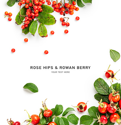 Rose hips and rowan berries with leaves creative layout isolated on white background. Alternative medicine. Autumn fruits frame and composition. Design element. Top view, flat lay