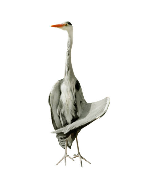 istock gray heron with wing isolated on white background 1420086150