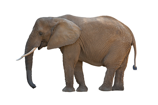 Close up view of partial face, African elephant (Loxodonta africana), world's largest land animal, Etosha National Park, Namibia, Africa