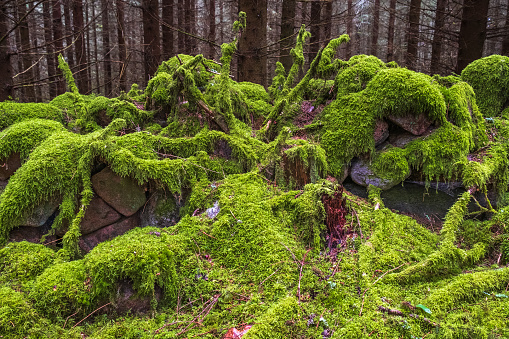 Moss covered stones in a forest