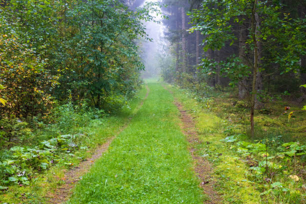 лесная �грунтовая дорога ранней осенью - woodland trail woods forest footpath стоковые фото и изображения