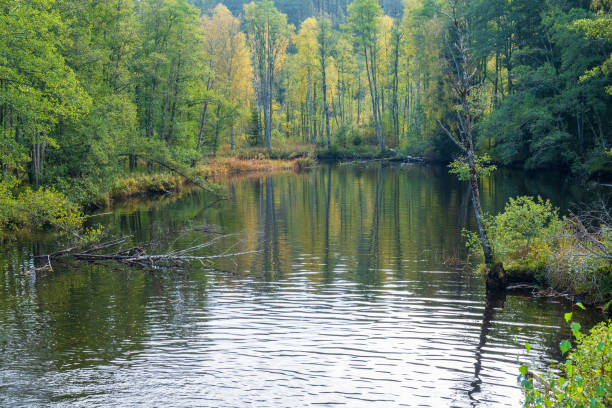 istock Lake with autumn colors in the deciduous forest 1420091878