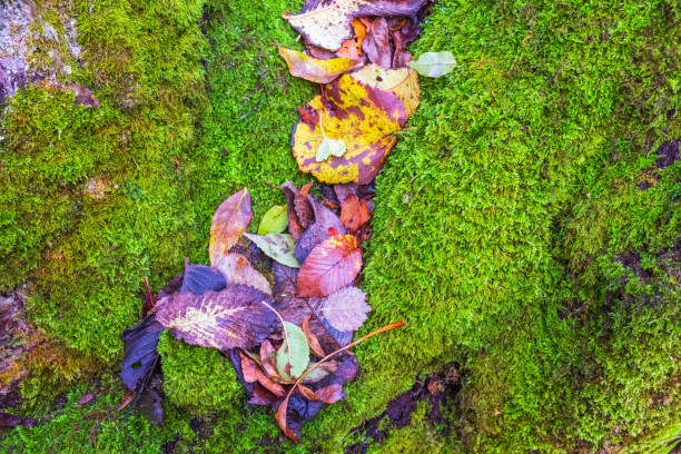 istock Green moss and fallen autumn leaves 1420092111