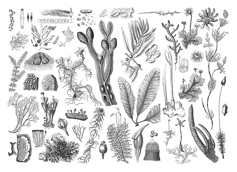 Vintage engraved illustration isolated on white background - Moss, algae and seaweed collection